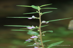 Impatiens scabriuscula var. rosea